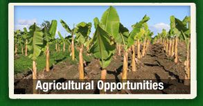 Agricultural Opportunities