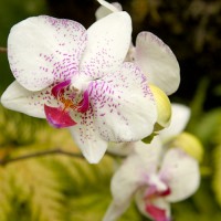 orchid_square_500